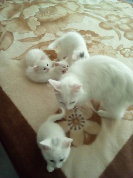 Чудные и милые Ангорскиe котята ищут свой дом!, фотография 1