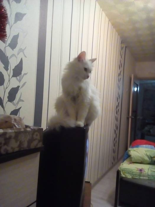 Чудные и милые Ангорскиe котята ищут свой дом!, фотография 4