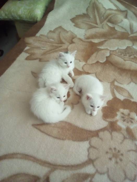 Чудные и милые Ангорскиe котята ищут свой дом!, фотография 9