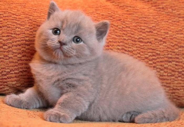Британские котята, фотография 2