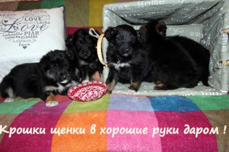 Крошки-щенки в дар , в добрые руки!, фотография 3