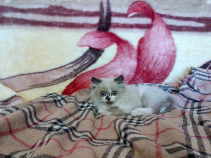 котята в хорошие руки , фотография 3