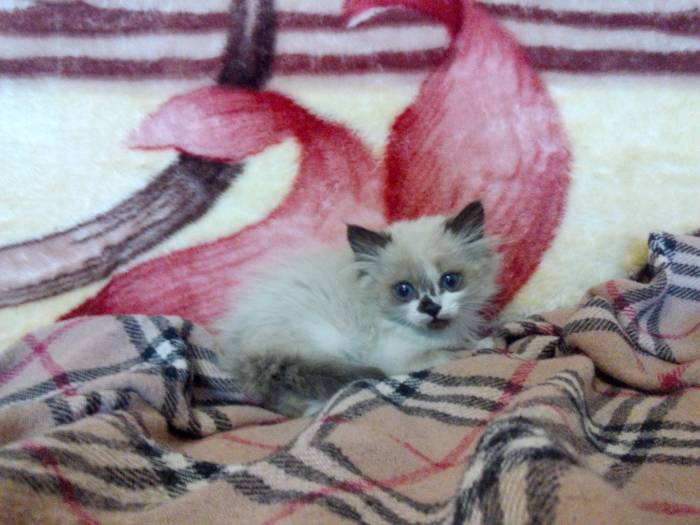 котята в хорошие руки , фотография 4