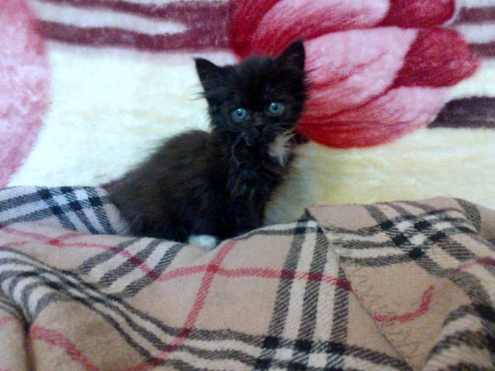котята в хорошие руки , фотография 5