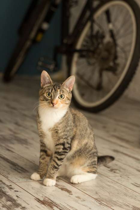 Кошечка Мандаринка, фотография 5