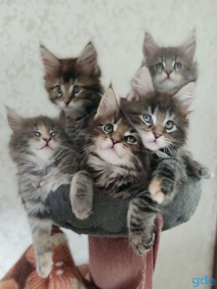Продаются чистокровные котята Мэйн Кун, фотография 5