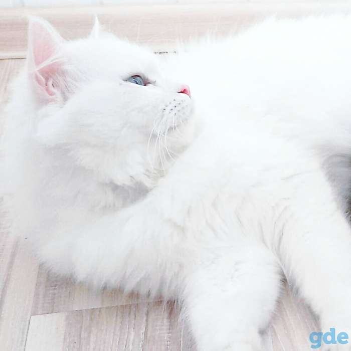 Шотландский котёнок, фотография 7