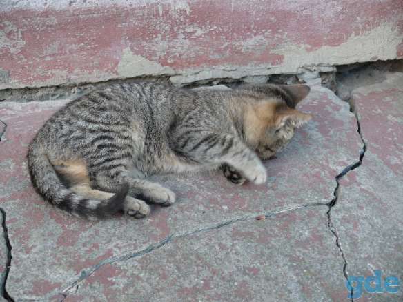 Отдам котят в хорошие руки (даром), фотография 1