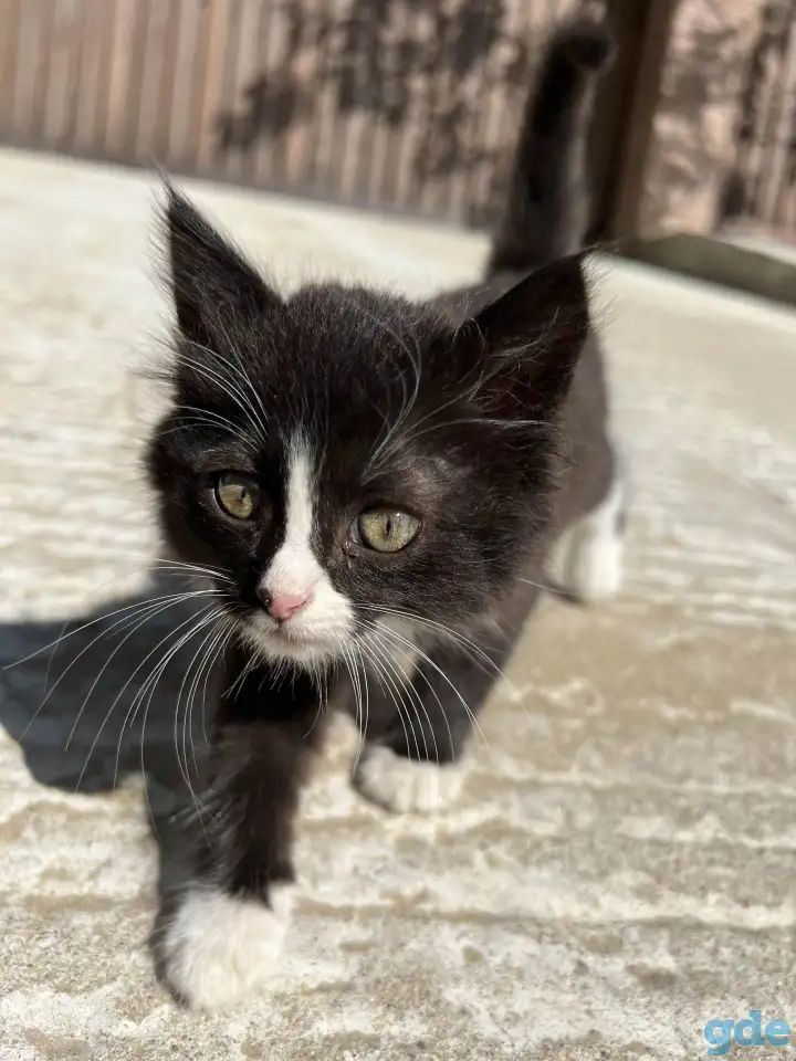 Пушистый котёнок (1 мес), фотография 2