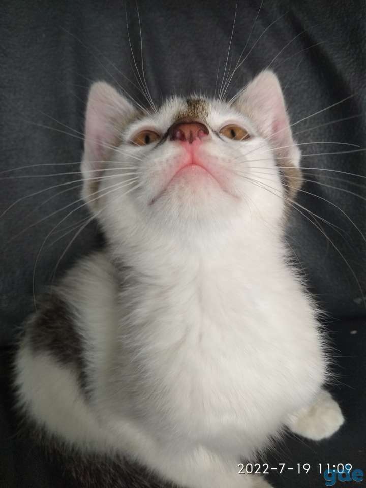Котенок мальчик, фотография 4
