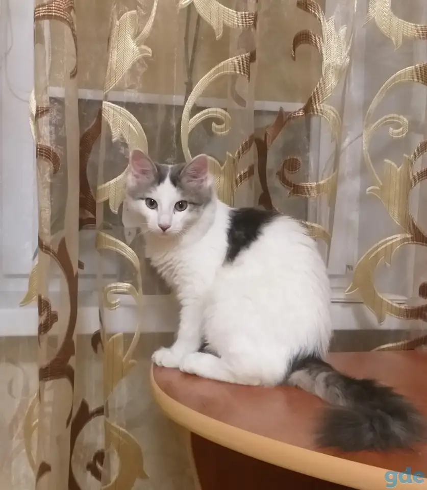 Кошка ищет любящую семью, фотография 1