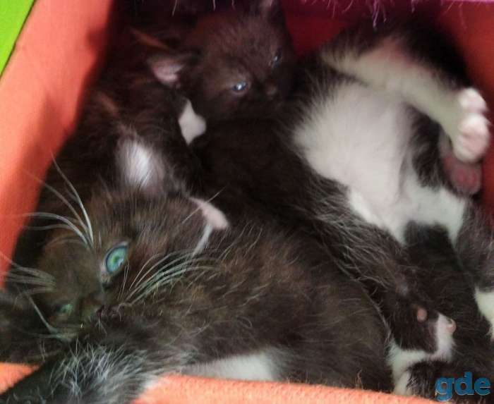 Котята в дар, фотография 4