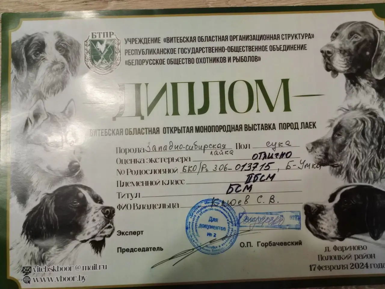 Продам щенков западно сибирской лайки, фотография 4