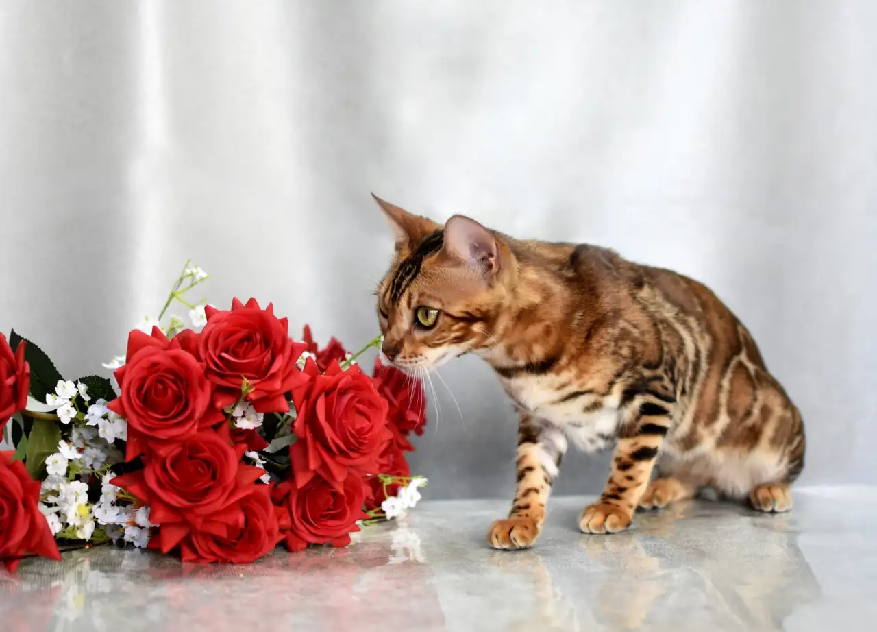 Шикарная бенгальская кошечка, фотография 6