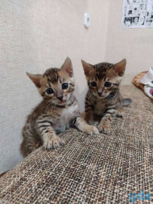 Бенгальские котята, фотография 1