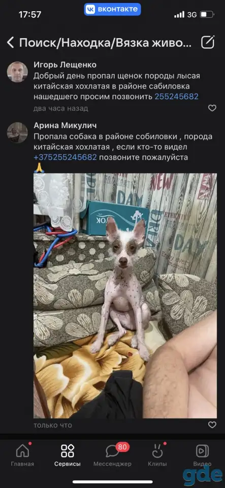 Пропала собака, фотография 1