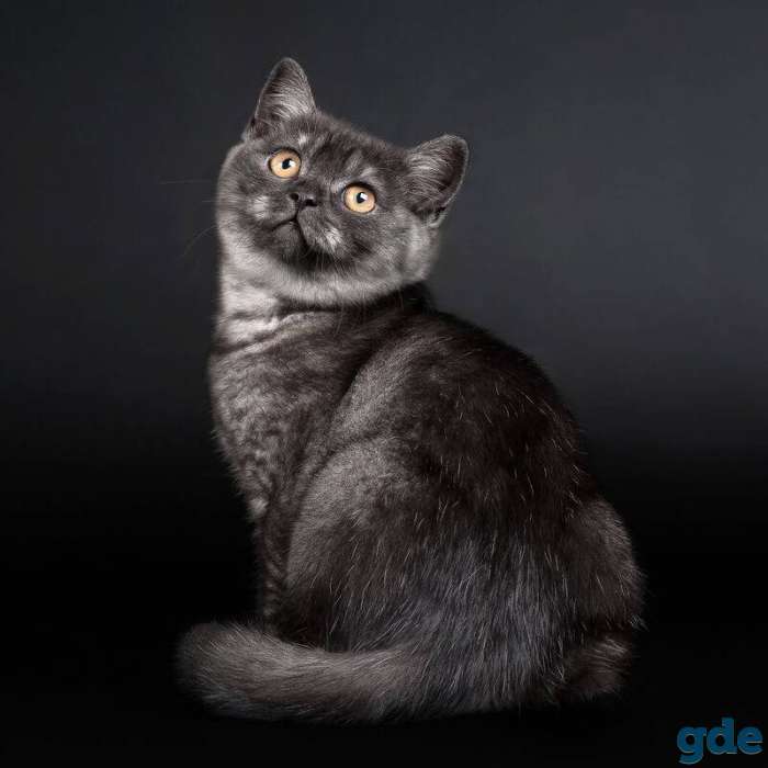Британский короткошерстый котенок, фотография 11