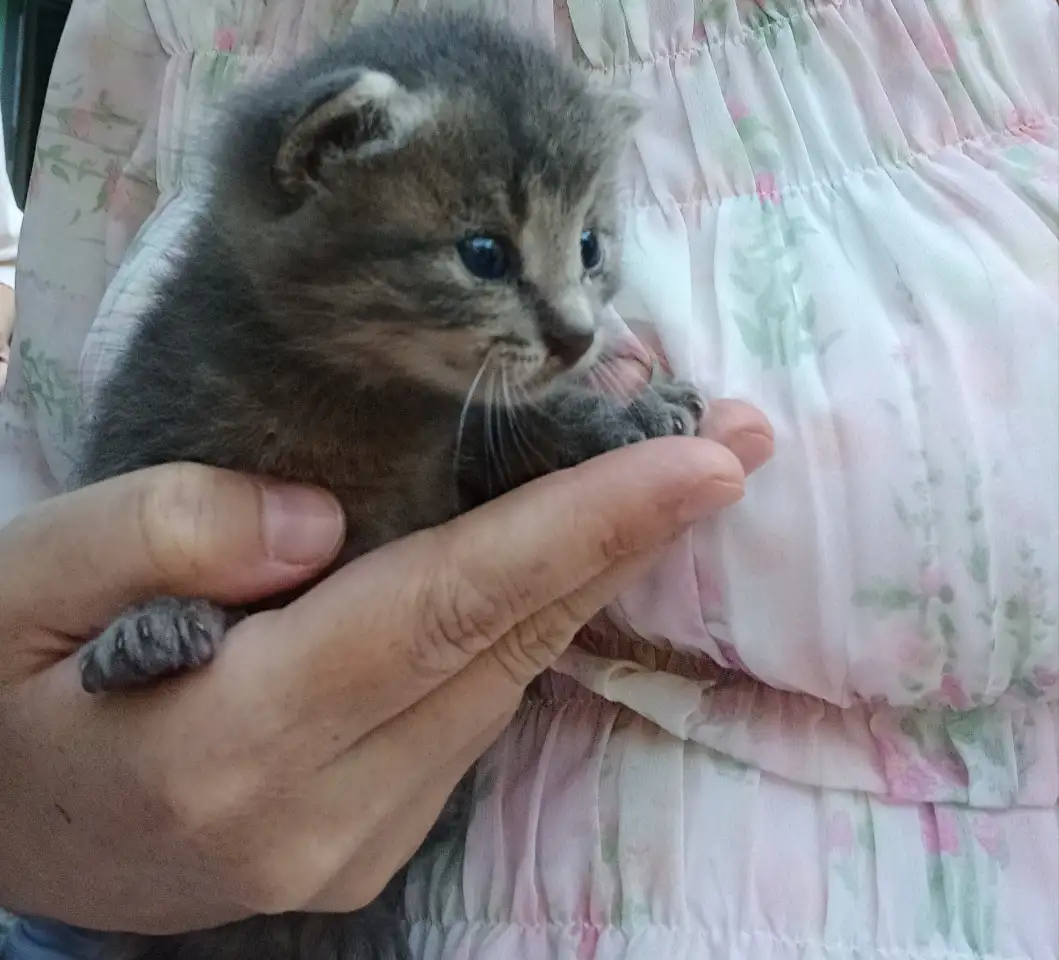 Срочно! Маленький Котенок мальчик в дар!, фотография 7