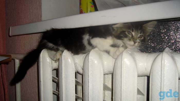 Котенок Мейн-кун, фотография 10