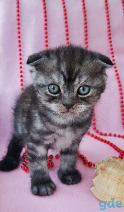 Шотландские котята, фотография 7