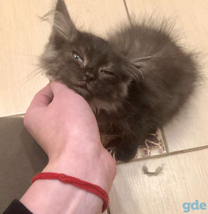 Котёнок сибирской кошки, фотография 3
