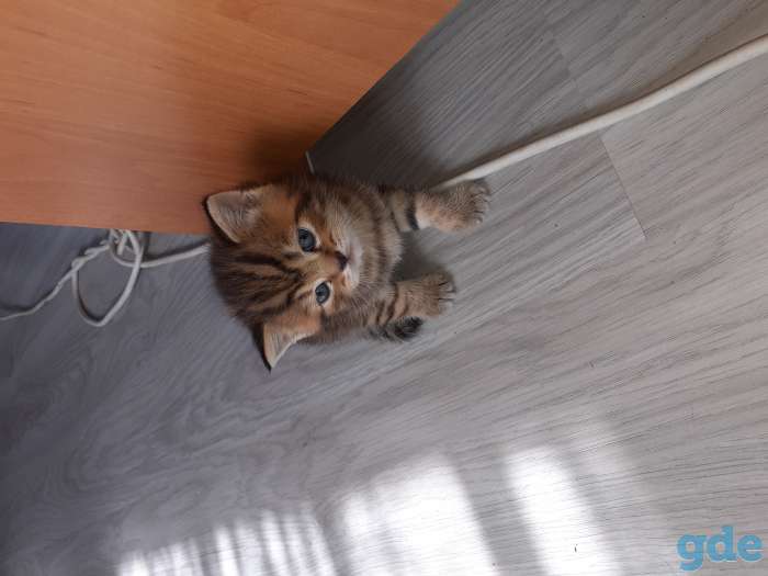 Шотландские котята, фотография 11