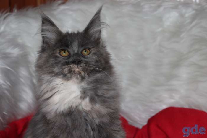 котята, фотография 4