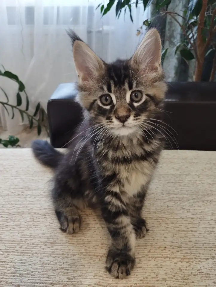 Котята породы Мейн-кун, фотография 3