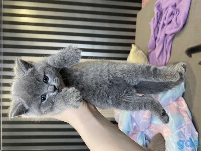 Продам шикарных британских котят, фотография 10