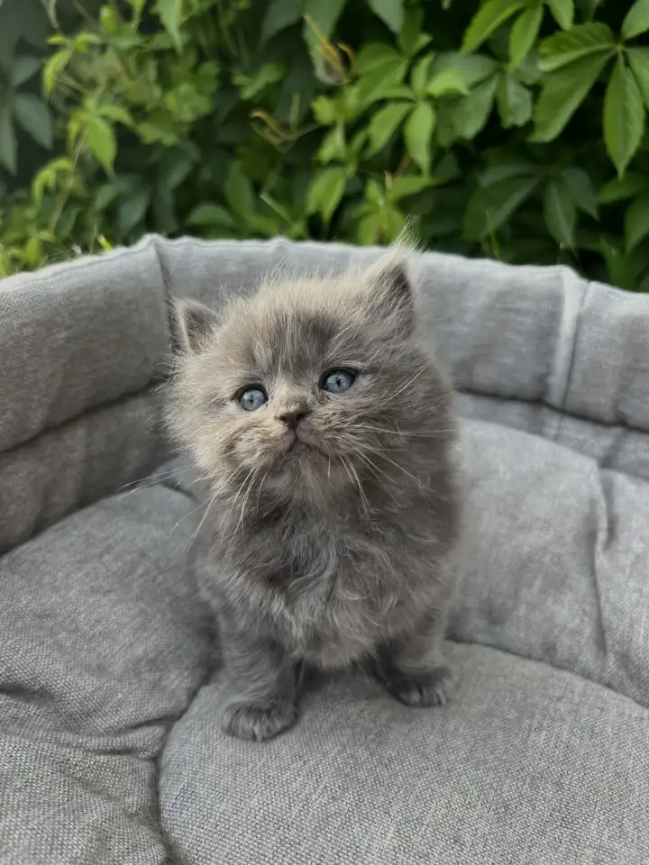 Шотландские котята, фотография 4