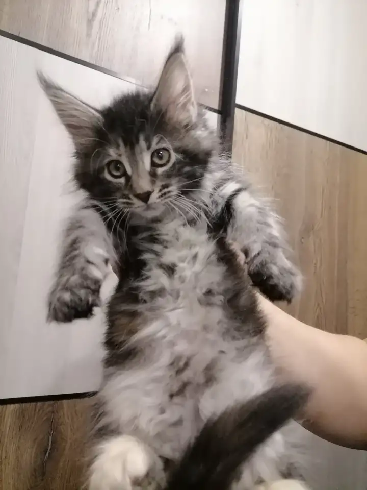 Продам котят породы мей-кун, фотография 3
