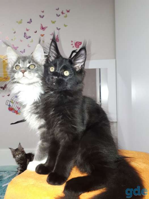 Котята мейн-кун 3 месяца, фотография 1