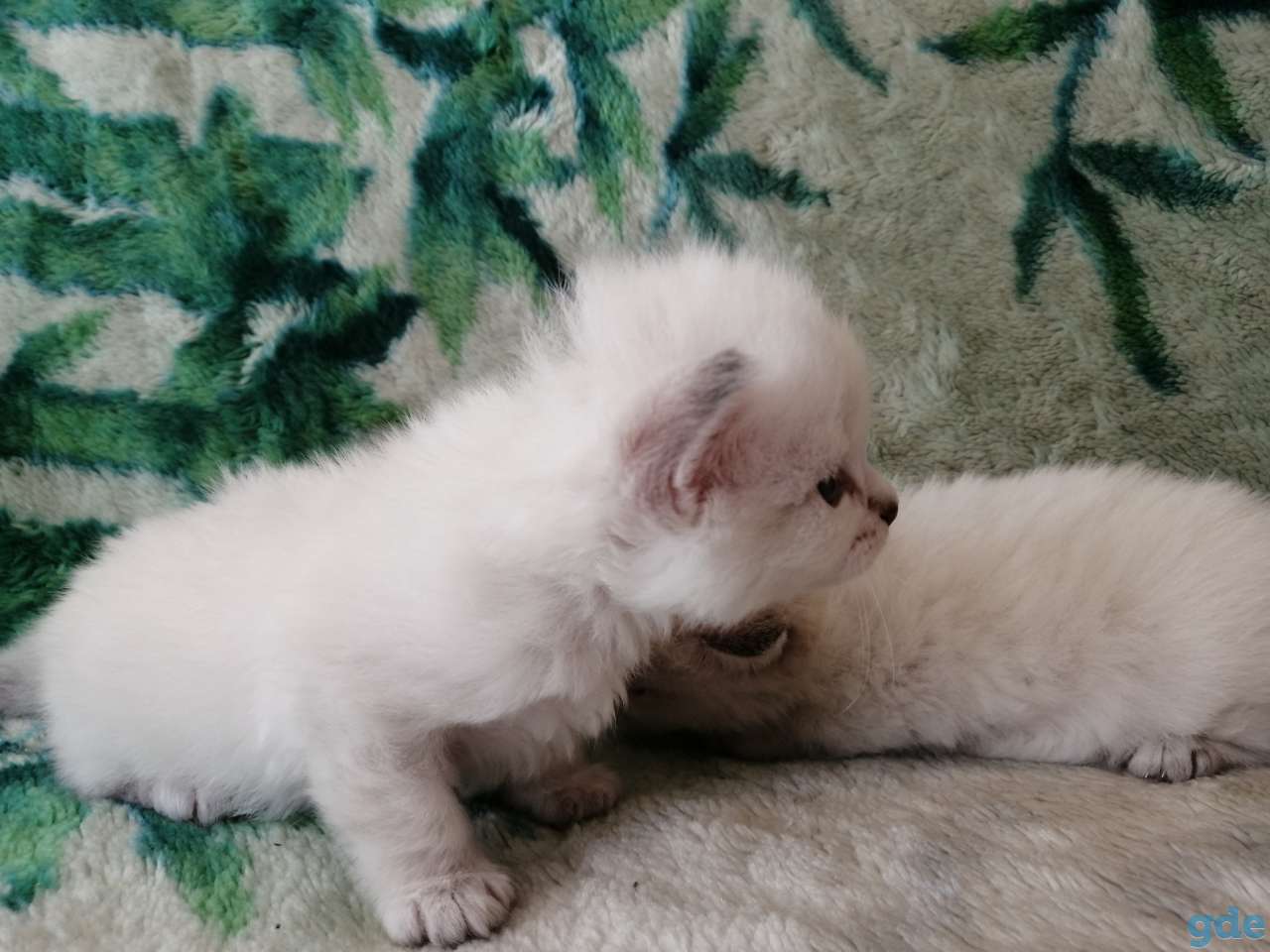 Невские маскарадные котята, фотография 1