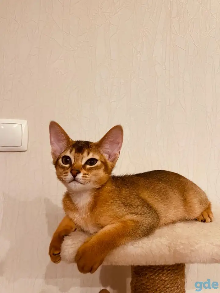 Абиссинские котята, фотография 4