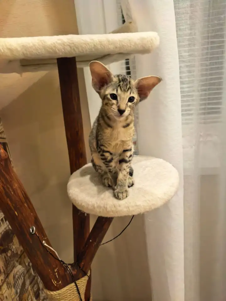 Ориентальный котенок, фотография 2