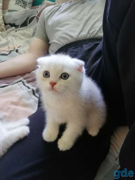 Продам шотландских котят, фотография 3