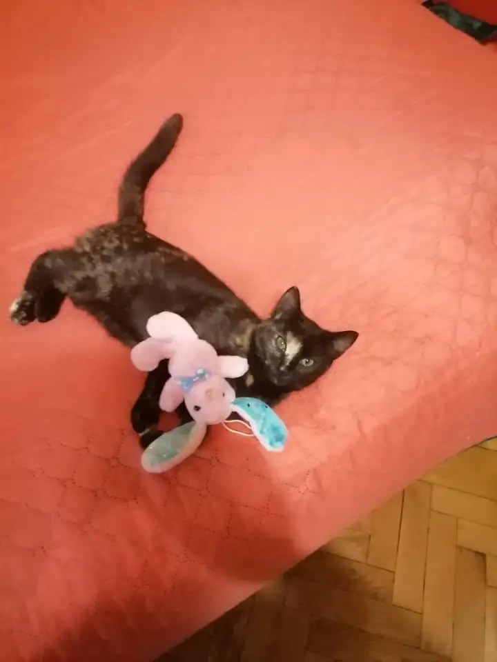 малышка ищет дом, фотография 1