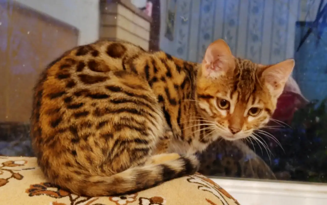 Бенгальские котята, фотография 1
