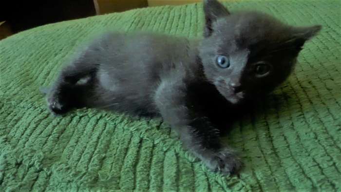 Котята красивые, фотография 3