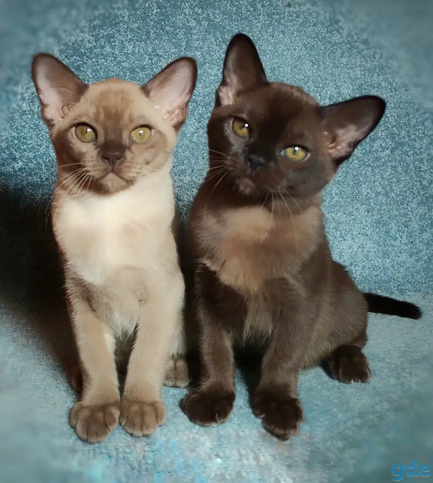 Котята европейской бурмы, фотография 10