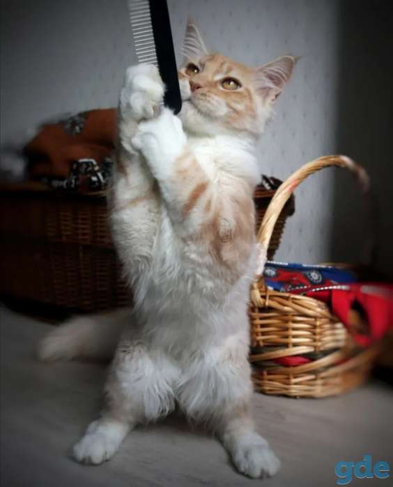Мейн-кун котенок, фотография 4