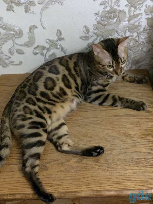 Бенгальские котята, фотография 3