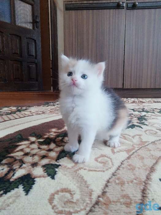 Трехцветная кошечка (Котенок) в дар, фотография 2