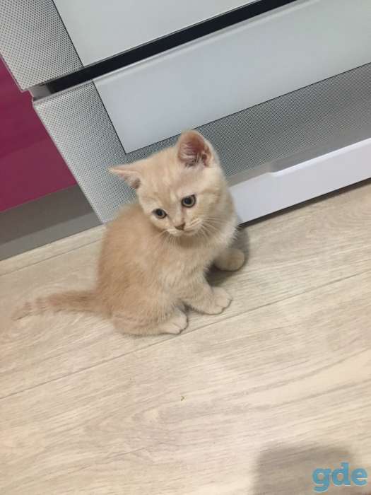Шотландский котёнок страйк, фотография 3