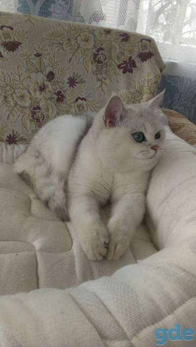 Кошка британской породы, 1 год, фотография 1
