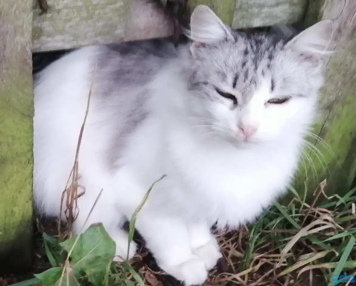 Котики ищут дом, фотография 2