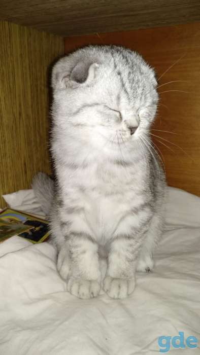 Шотландские котята вислоухие, фотография 3
