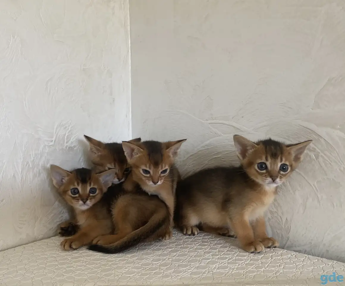 Абиссинские котята, фотография 2