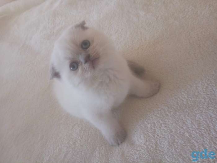 Шотландские котята, фотография 4