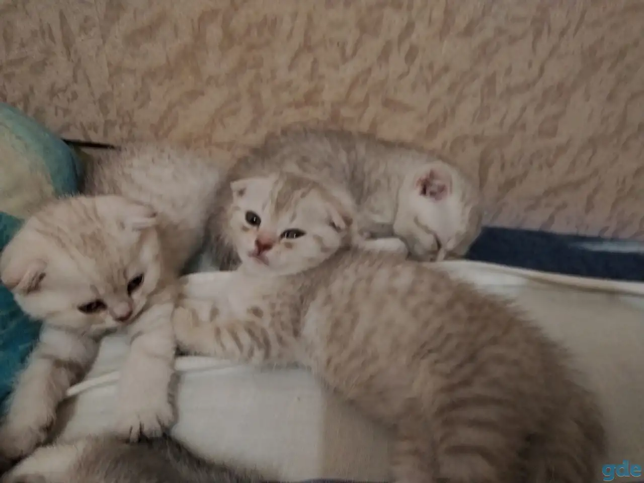 Котята шотландские вислоухие, фотография 1